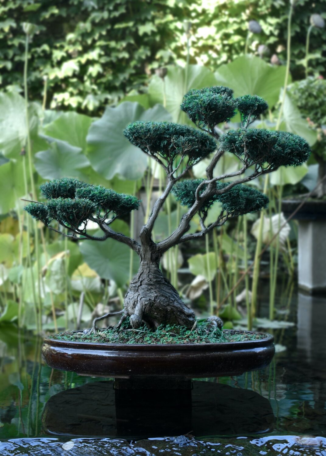 Bonsai boom in de Japanse tuin